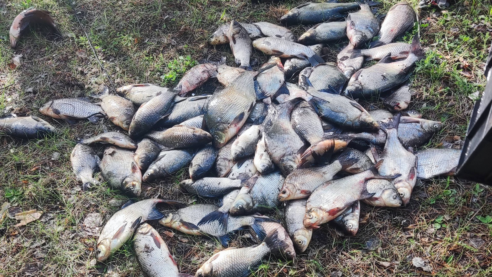 Рыбалка на реке с лодки и берега. смотреть онлайн