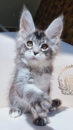 Triumph Mos Lakshesta котенок мейн кун 2 месяца 10 дней.