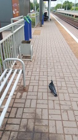 Русь