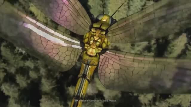 Эволюция: Почему до динозавров жили такие огромные насекомые? смотреть онлайн