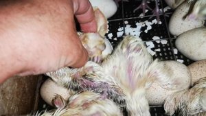 Вывод инкубатор Несушка индюшата