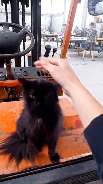 LedSplice: душевное производство качественных форм🧡 #кот? смотреть онлайн