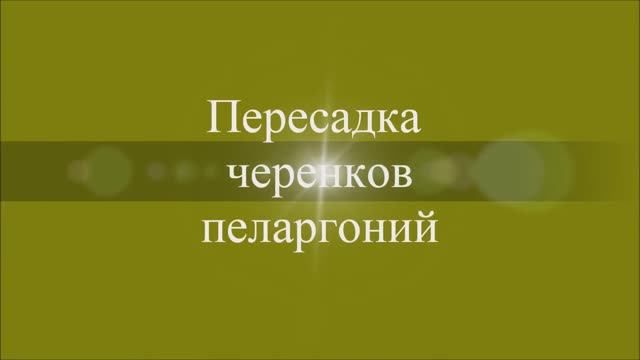 Пересадка черенков пеларгоний. Выпуск от 17.03.21