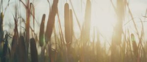 Пруд «Гавриловский» Carp_Master