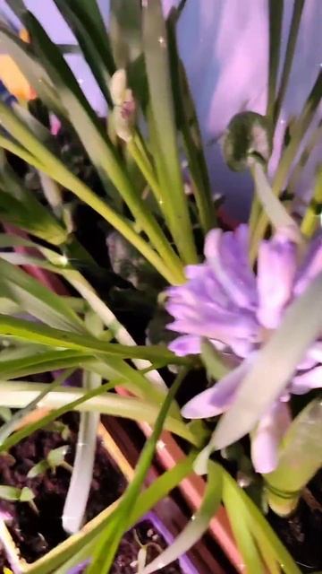 Моя весна на подоконнике зацвела 🌼 🌷 🥀 🌻 🌸 🌼 #2024 #f смотреть онлайн