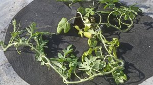 Как создать идеальные условия для рассады дыни и арбуза в открытом грунте