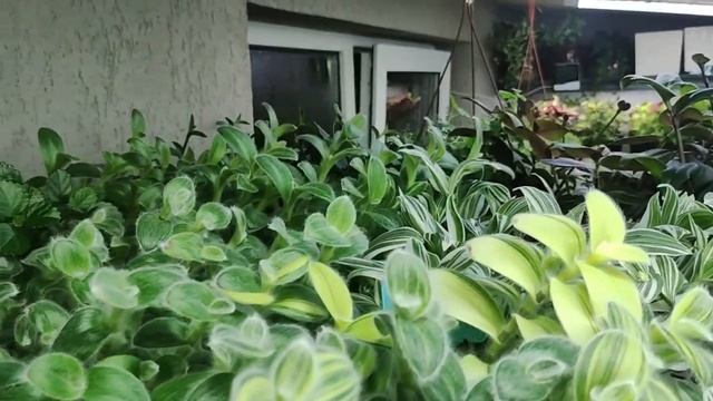 Как вырастить шикарные традесканции и каллизии зимой в домашних условиях. Готовлюсь к сезону.