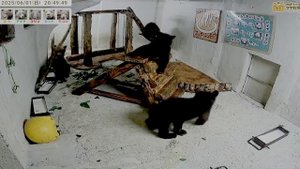 А теперь веселые догонялки