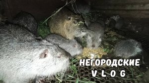 Подкармливаем НУТРЯТ молоком с хлебом. 25.05.25