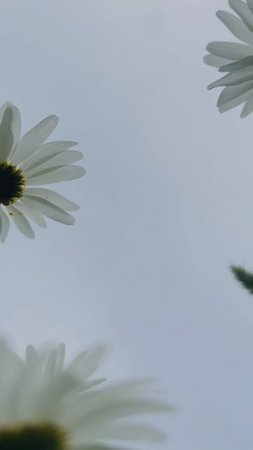 Поле