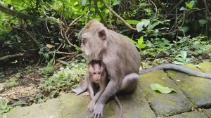 обезьяна с детёнышем