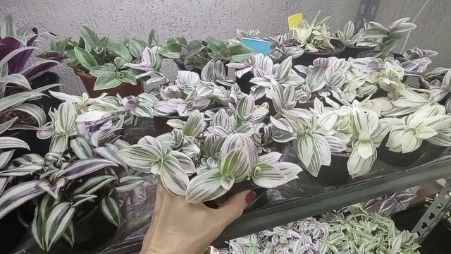 Как вырастить шикарный куст традесканции. Как избавится от пятен на традесканциях. Мой уход.1 часть.