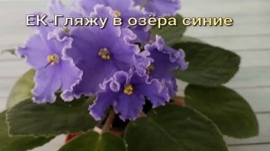 Фиалки позацветали.