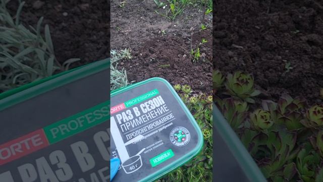 ПОДКОРМИТЕ ГОРТЕНЗИИ ДЛЯ ПЫШНОГО ЦВЕТЕНИЯ!