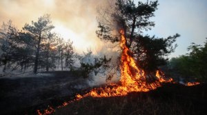 Водитель бульдозера помог остановить лесной пожар в Чите