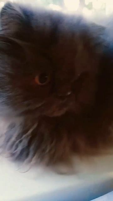 СПАСАЮ ОБОИ!!!🤣 смотреть онлайн