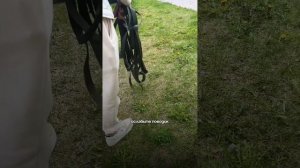 ⁉️Один прием, который поможет справится с зооагрессией у собаки.