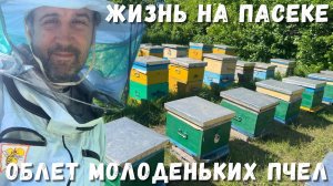 Пчеловодство: Жизнь на пасеке и облет молоденьких пчел!