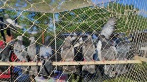 2.06.2025г Ярмарка Усть-Лаба ч.2