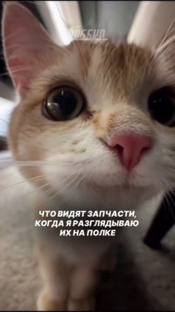 Точка зрения