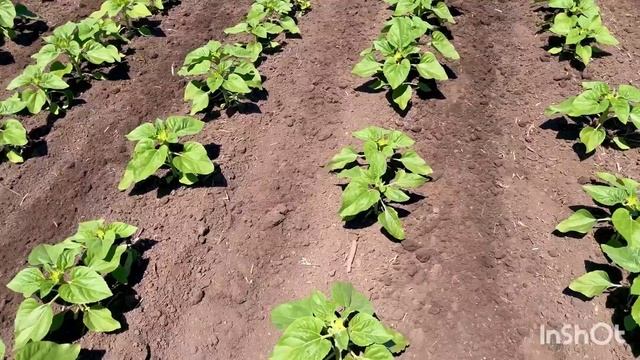 Междурядная культивация , прополка подсолнечника смотреть онлайн
