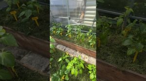 2 НЕДЕЛИ ПОСЛЕ ВЫСАДКИ РАССАДЫ ПЕРЦЕВ. ОБЗОР