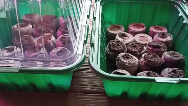 ФИКС ПРАЙС ПОРАДОВАЛ КАЧЕСТВОМ МИНИ ПАРНИКОВ // ВАЦАП ? смотреть онлайн