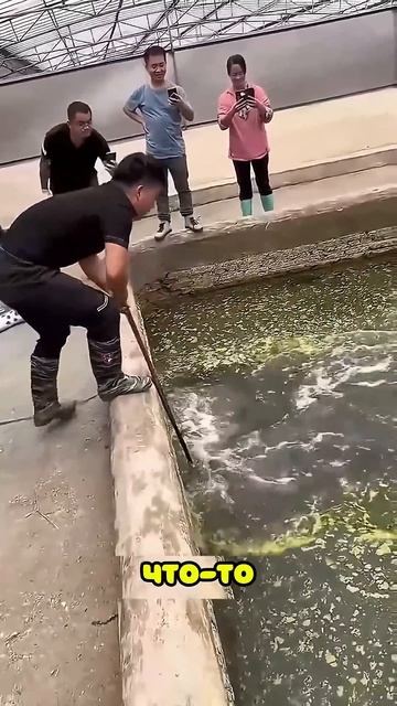 Он Почистил Свой Бассейн Через 7 Лет, А Потом... ♥️ смотреть онлайн