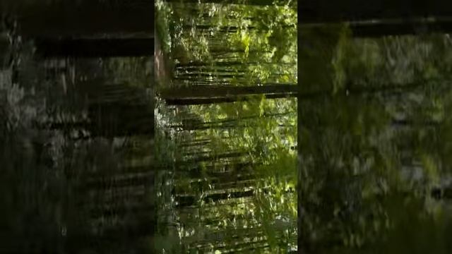Звуки Леса для Релаксации и Концентрации смотреть онлайн