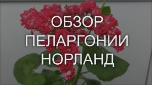 Обзор пеларгонии Норланд. Выпуск от 23.05.21
