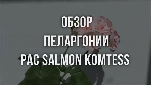 Обзор пеларгонии  PAC Salmon Komtess. Выпуск от 05.08.21