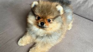 Рыжик - Мальчик - Померанский шпиц