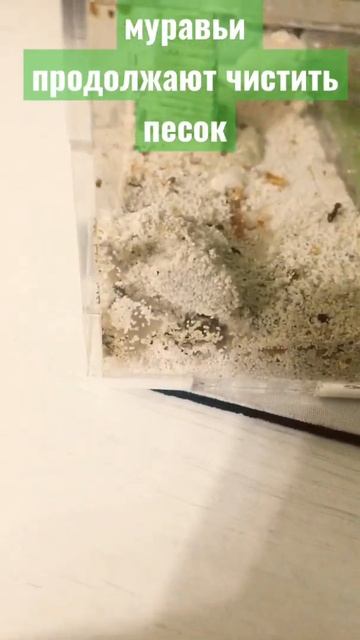 муравьи продолжают чистить песок #муравьи #муравьиная смотреть онлайн
