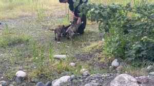 Думали спасаем одного щенка, а оказалось их там целая толпа