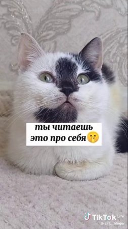 котик предсказатель