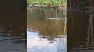 Парк Покрово-Стрешнево. Прогулка в поисках БОБРА!