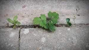 Зелёные побеги растут сквозь плитку
