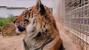 🐾🐅Тигр Жигер остается в нашем любимом Ростовском-на-Дону зоопарке! ✨