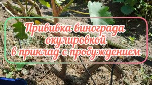 Прививка винограда окулировкой вприклад с пробуждением. 2.06.25