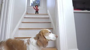 Dogs HANDLE Little Freddy Krueger!