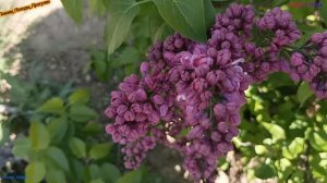 Время сирени