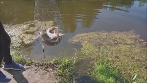 12кг осетра поймано за 1,5 часа. Утренний обзор с Нижнего пруда.Клёвое место лосиный остров.