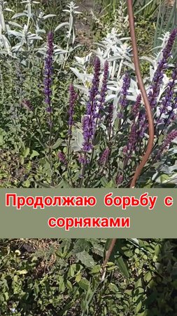 Продолжаю борьбу с сорняками, пока проигрываю я.  Чем заполнить пустые пространства?