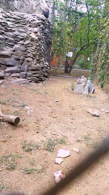 Сип белоголовый смотреть онлайн