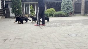 Продажа щенков немецкой овчарки