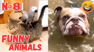 Приколы с Котами!😸 Самые Смешные Животные!САМЫЕ СМЕШНЫЕ видео С СОБАКАМИ И КОШКАМИ