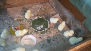 цыплята 1-5 день.