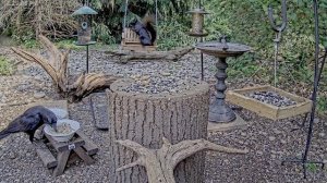 Все жители природы привыкли к готовой еде -зачем где то искать