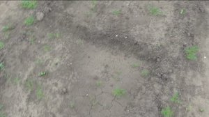 Кабачки взошли через неделю