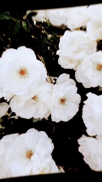 эстетика белого 💨¦|обрезай и ставь на обои |¦ смотреть онлайн